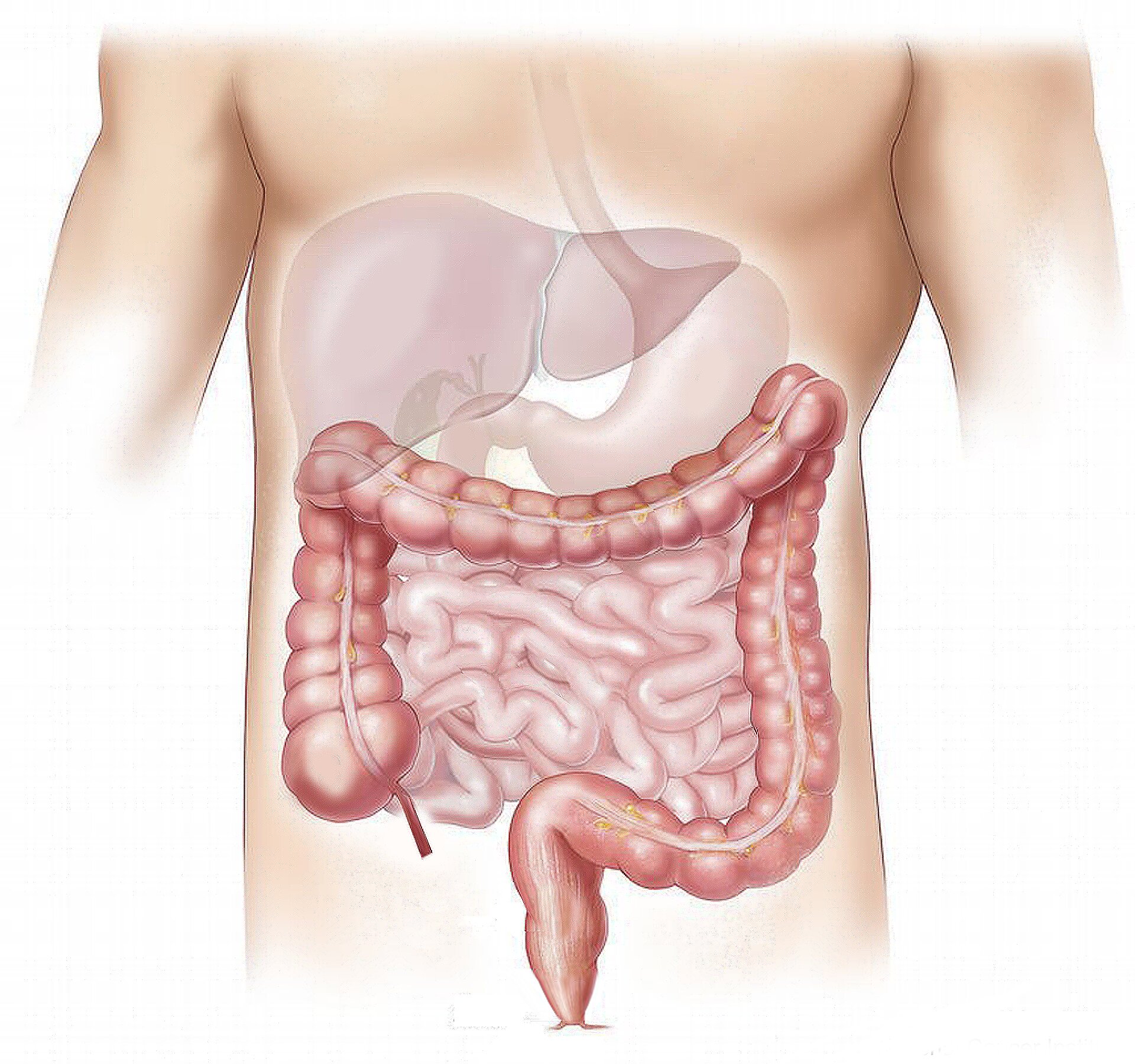 Image source: medicalxpress.com - for informational purposes.