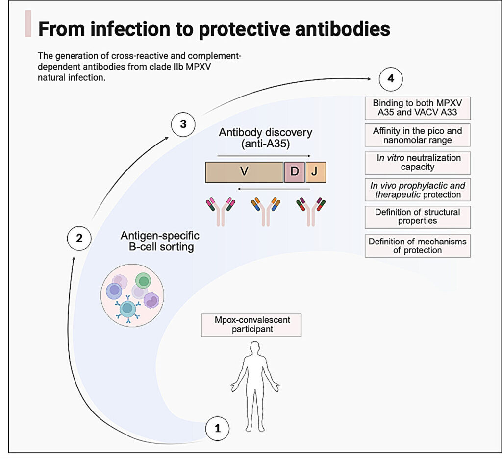 mpox antibodies