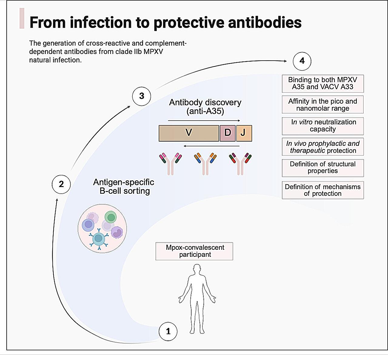 Image source: medicalxpress.com - for informational purposes.