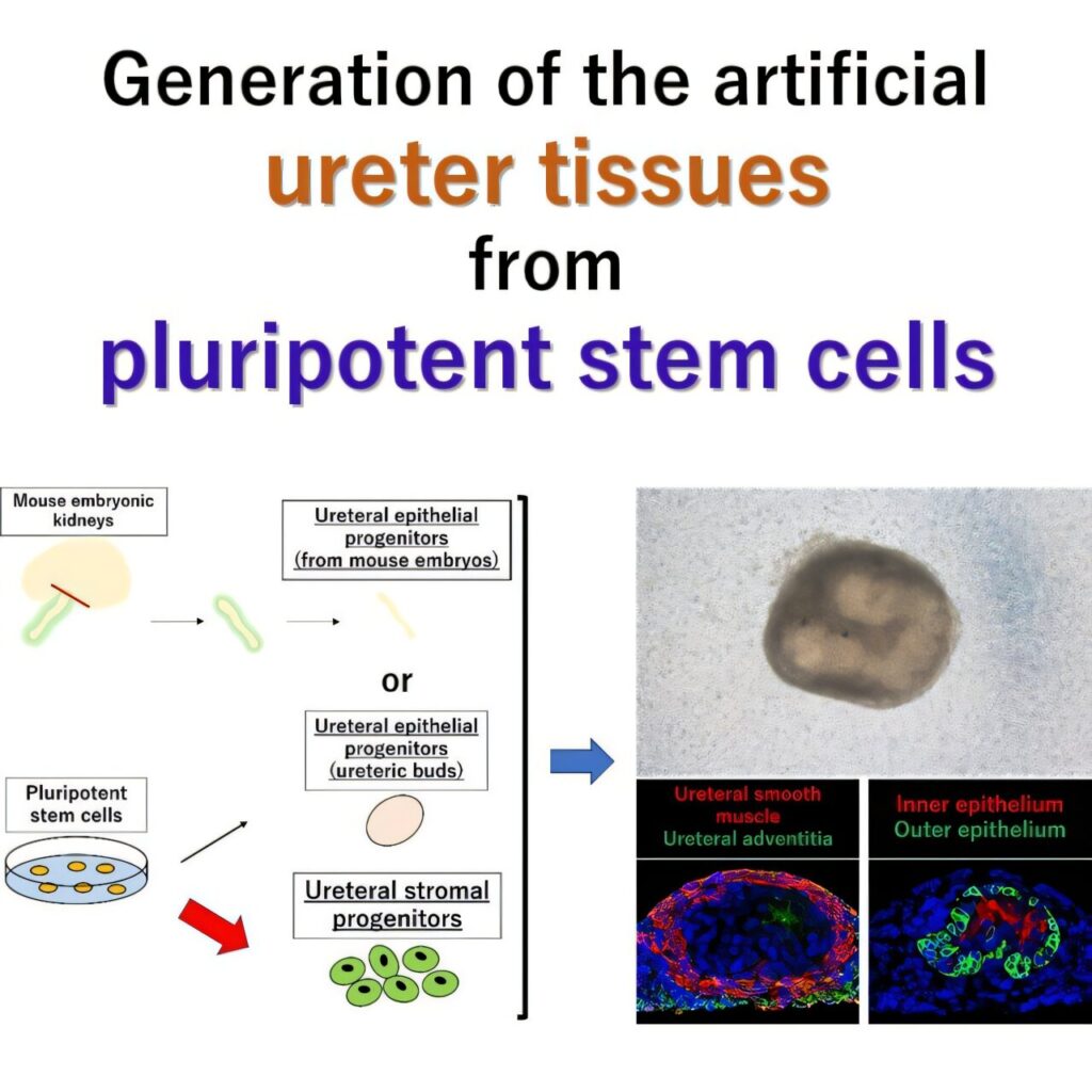 stem cell ureter tissue