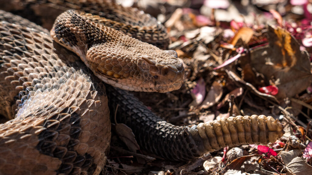 hiker snake bite