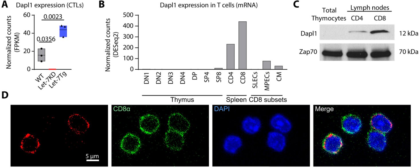 Image source: medicalxpress.com - for informational purposes.