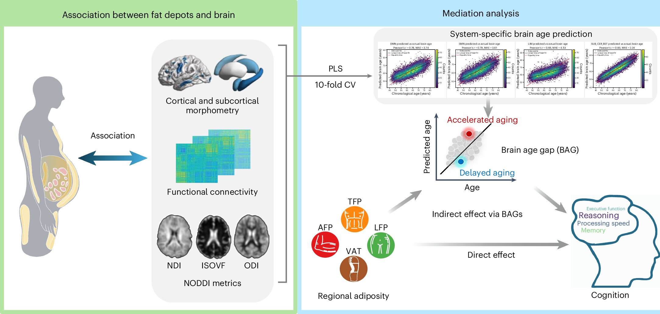 Image source: medicalxpress.com - for informational purposes.