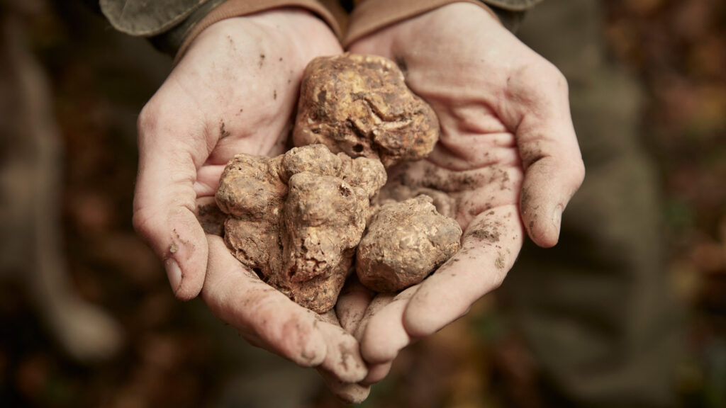 fall harvest festivals