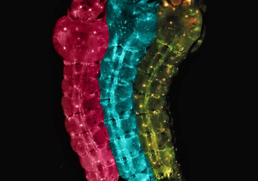 genetic modification mosquitoes