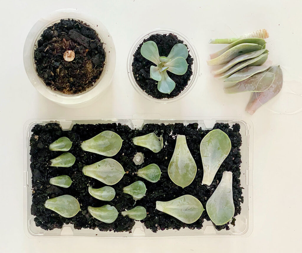 propagate succulents