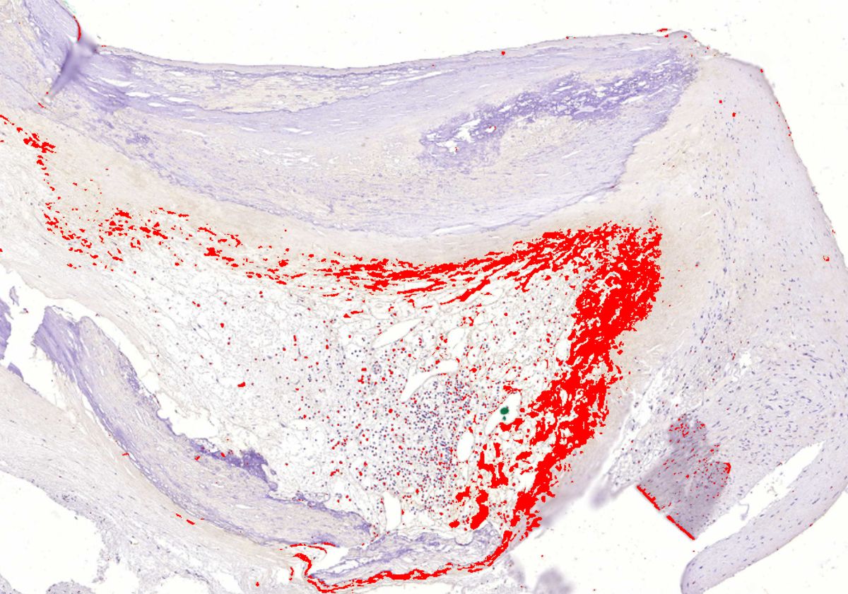 Image source: the-scientist.com - for informational purposes.