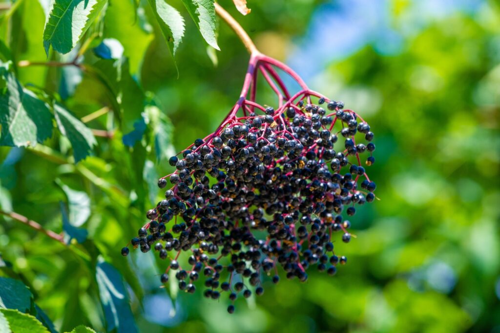 elderberry juice metabolic flexibility