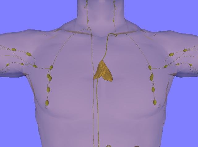 Image source: medicalxpress.com - for informational purposes.