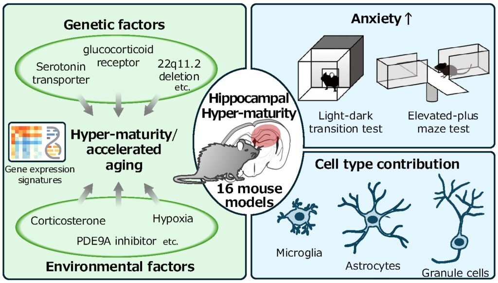 hippocampal hyper-maturity