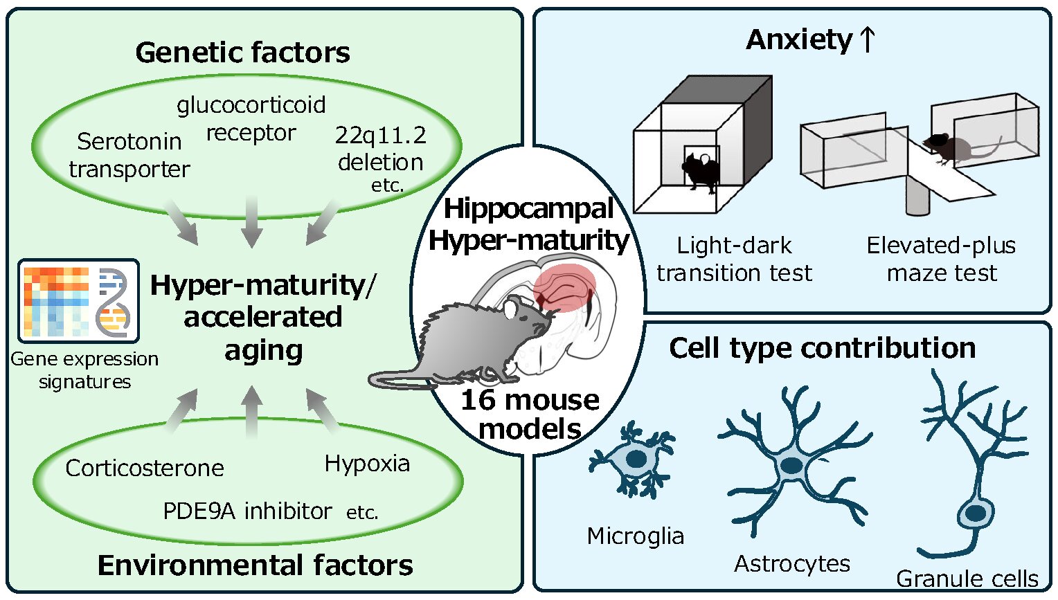 hippocampal hyper-maturity
