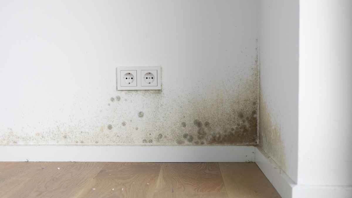 home renovation mold