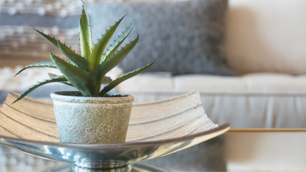 houseplants benefits