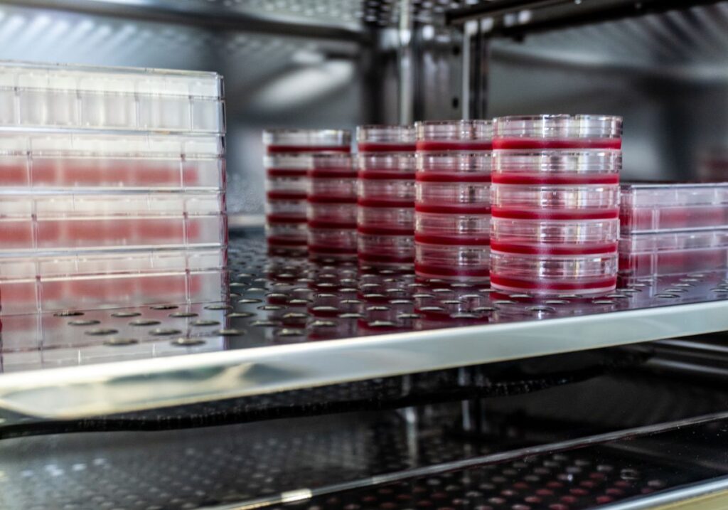 cell culture optimization