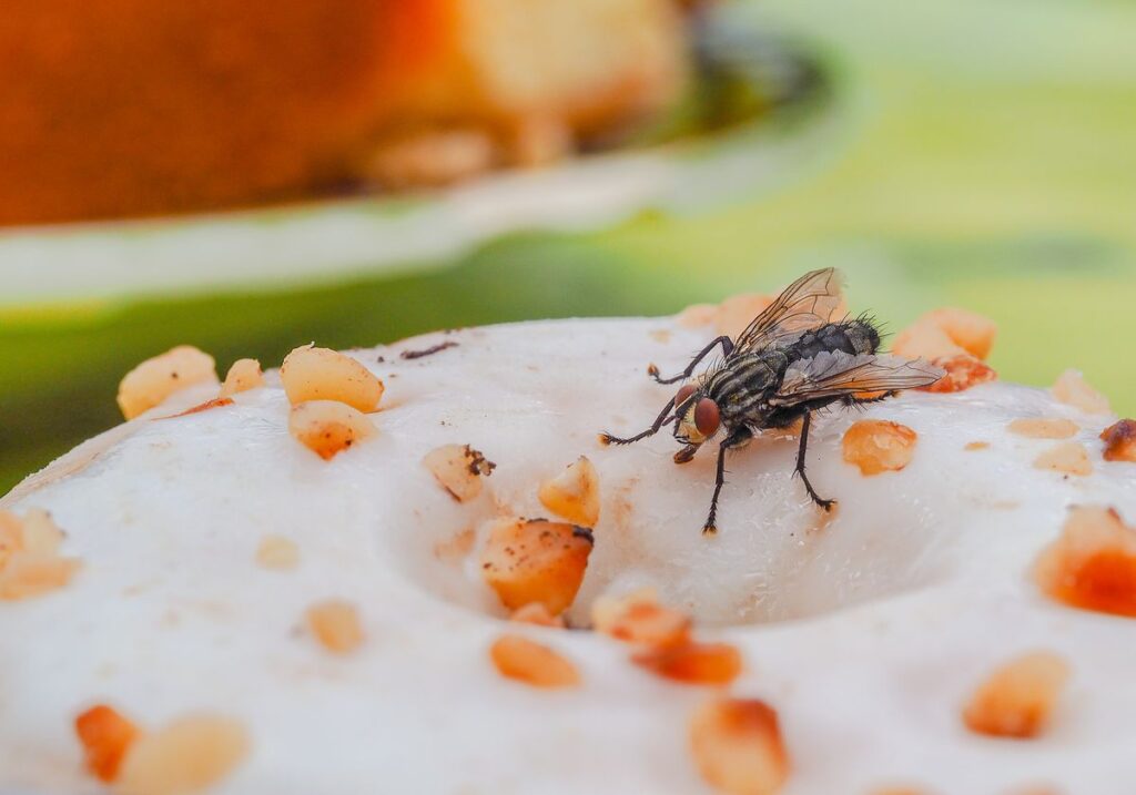 fly contamination