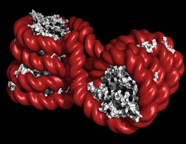 DNA methylation