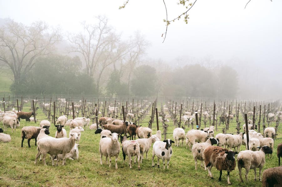 regenerative agriculture Napa Valley