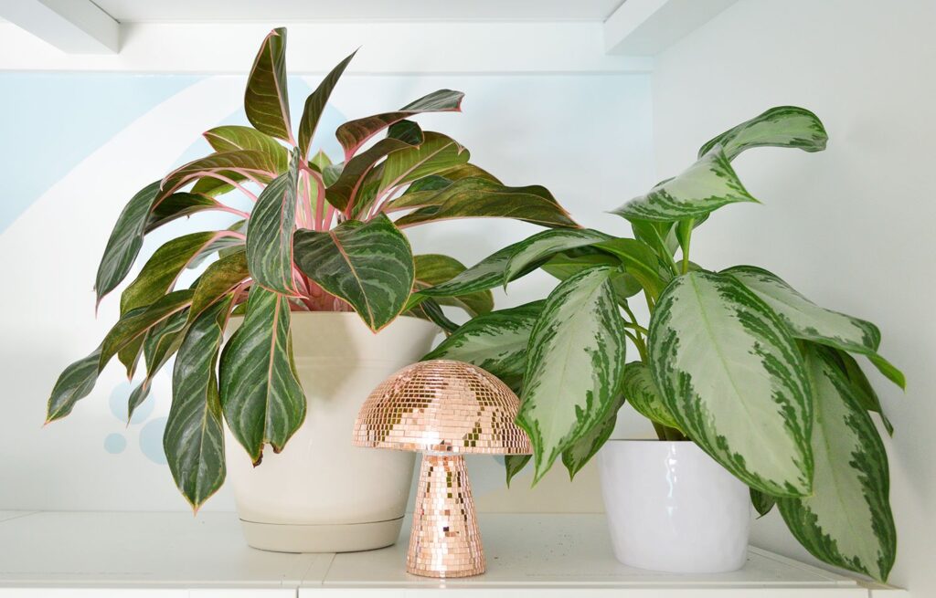 Aglaonema care