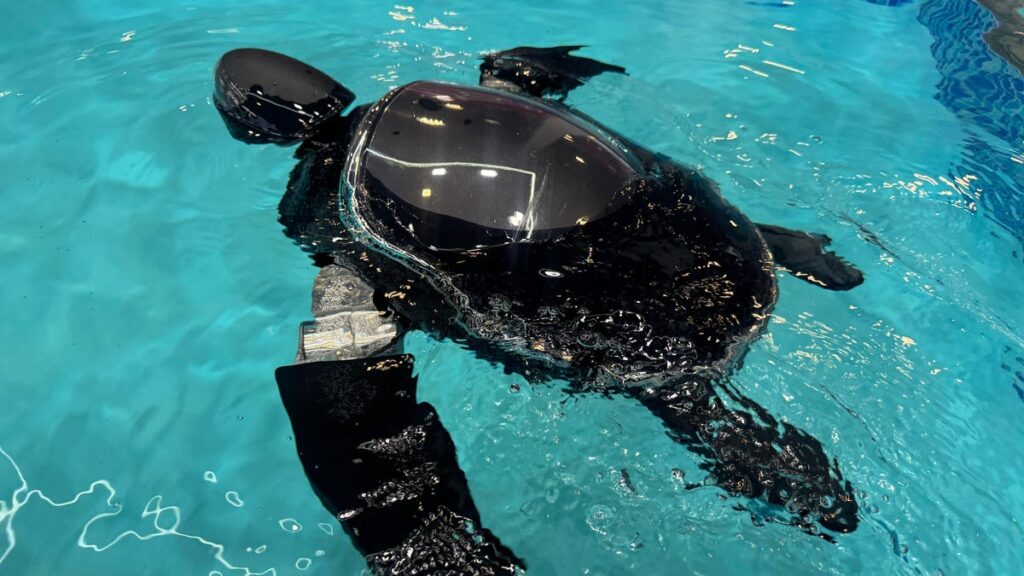 RoboTurtle