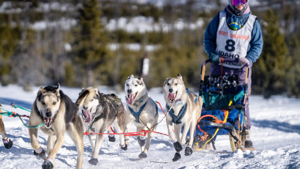 dog sledding