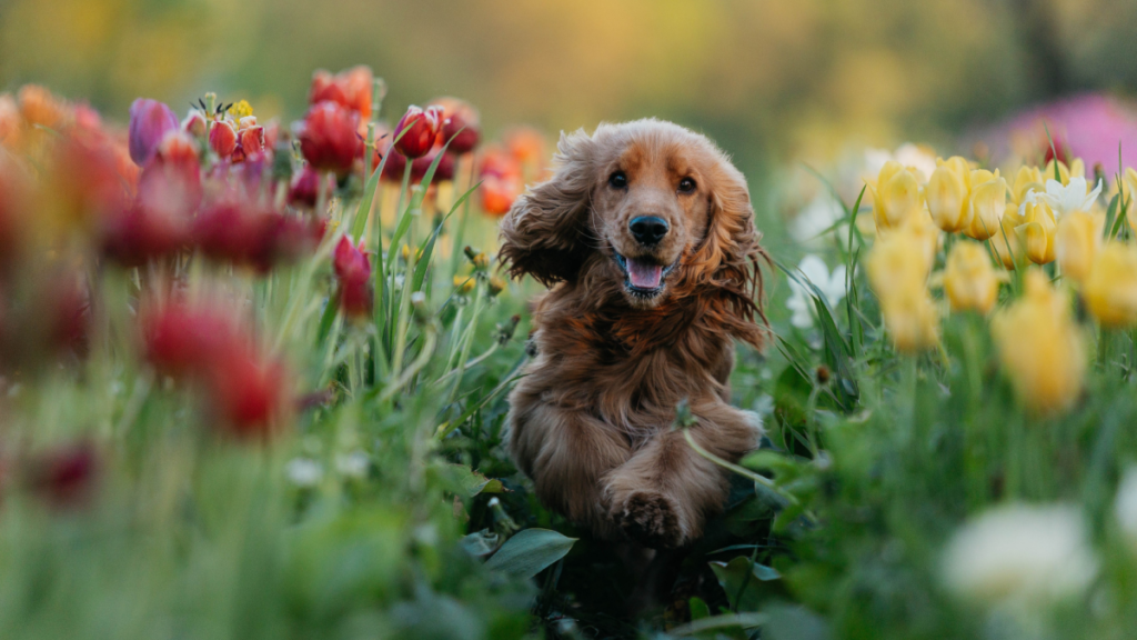 pet safe outdoor plants