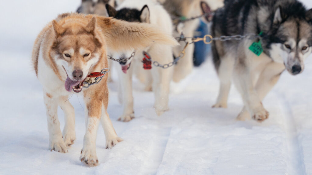 dog sledding Minnesota