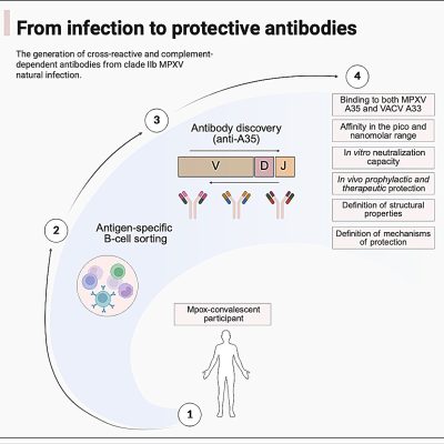 mpox antibodies