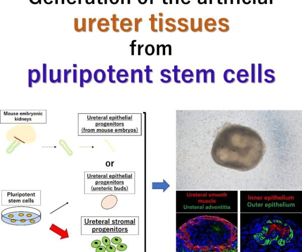 Image source: medicalxpress.com - for informational purposes.