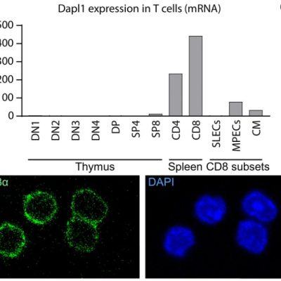 immunological memory