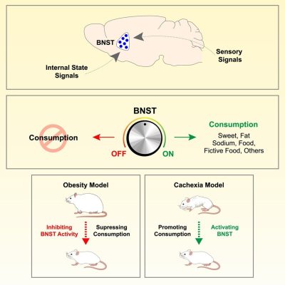 brain circuit cravings