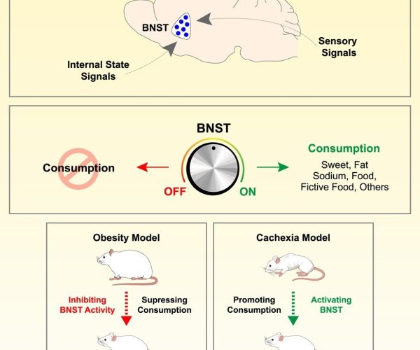 brain circuit cravings