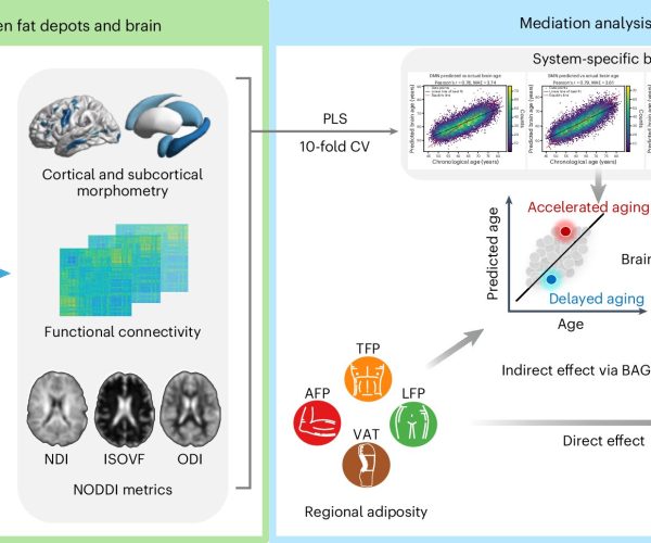 fat distribution brain aging