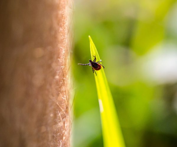 Lyme disease