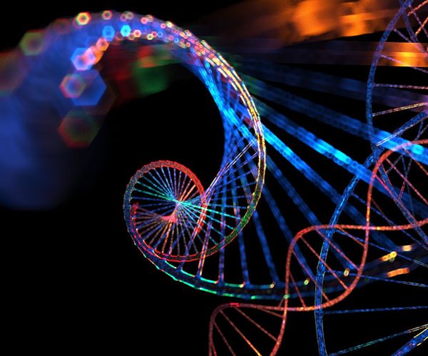 gene score obesity