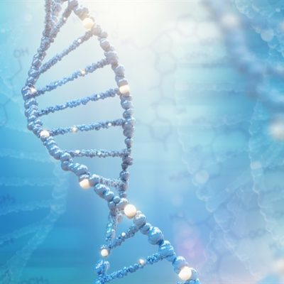 embryo segmentation clock