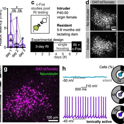 aggressiveness in mouse mothers