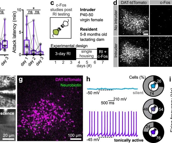 aggressiveness in mouse mothers