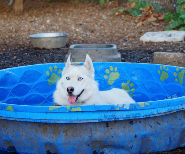 reuse kiddie pool