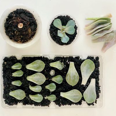 propagate succulents