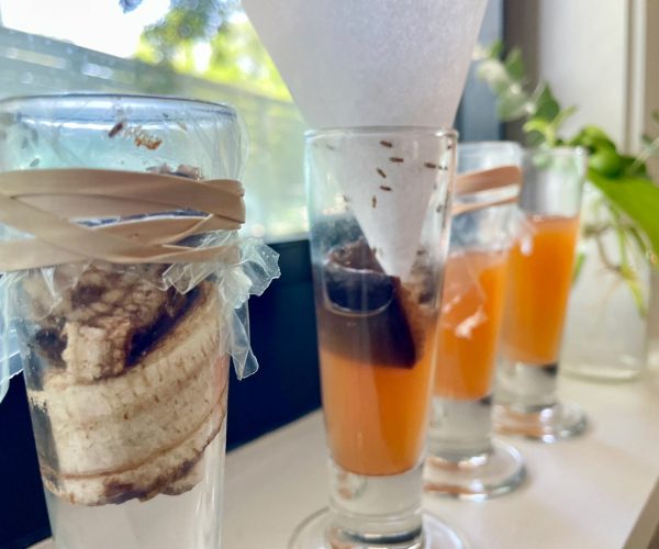 fruit flies removal