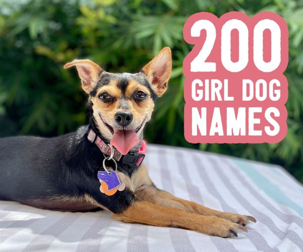 girl dog names