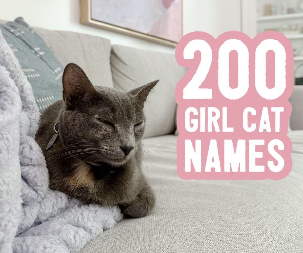 girl cat names