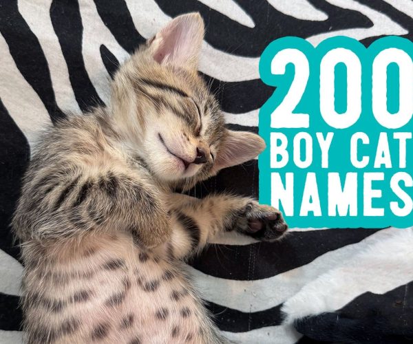 boy cat names