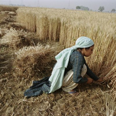 algorithmic agriculture