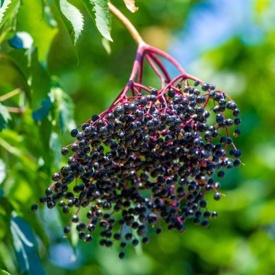 elderberry juice metabolic flexibility