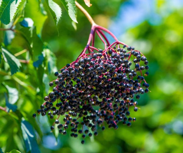elderberry juice metabolic flexibility