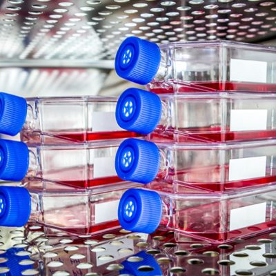 cell culture basics