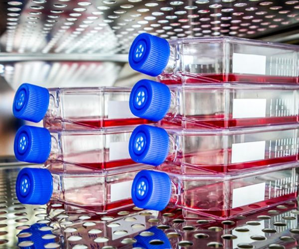 cell culture basics