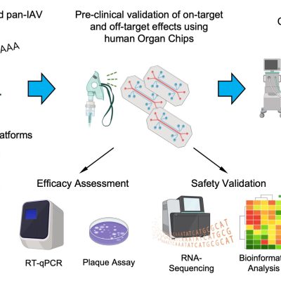 organ chip technology