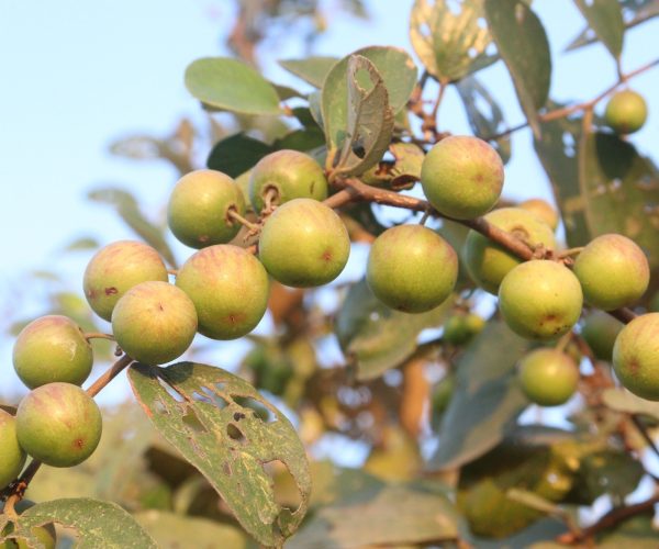 Bidara leaf extract